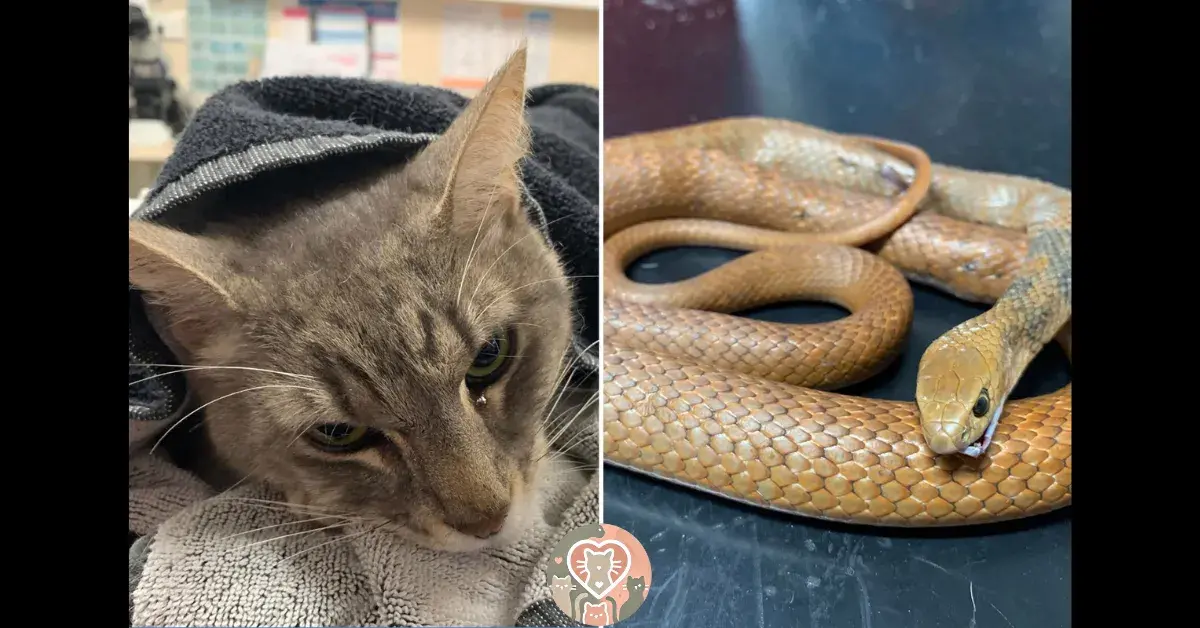 Arthur, the cat who gave his life to save children