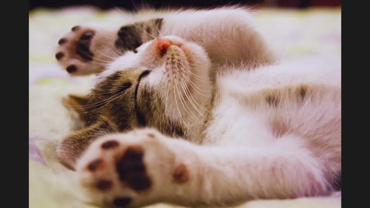Feline Sleep Secrets