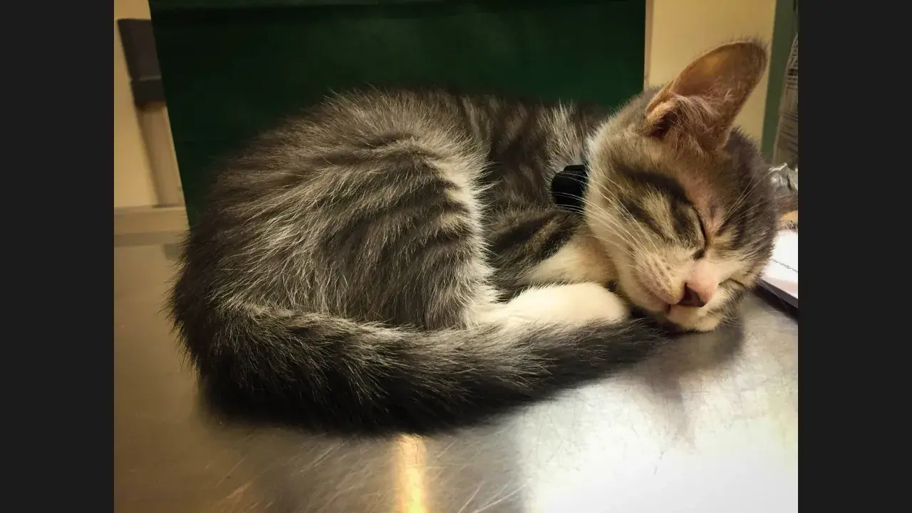 Kittens sleep even more than adult cats