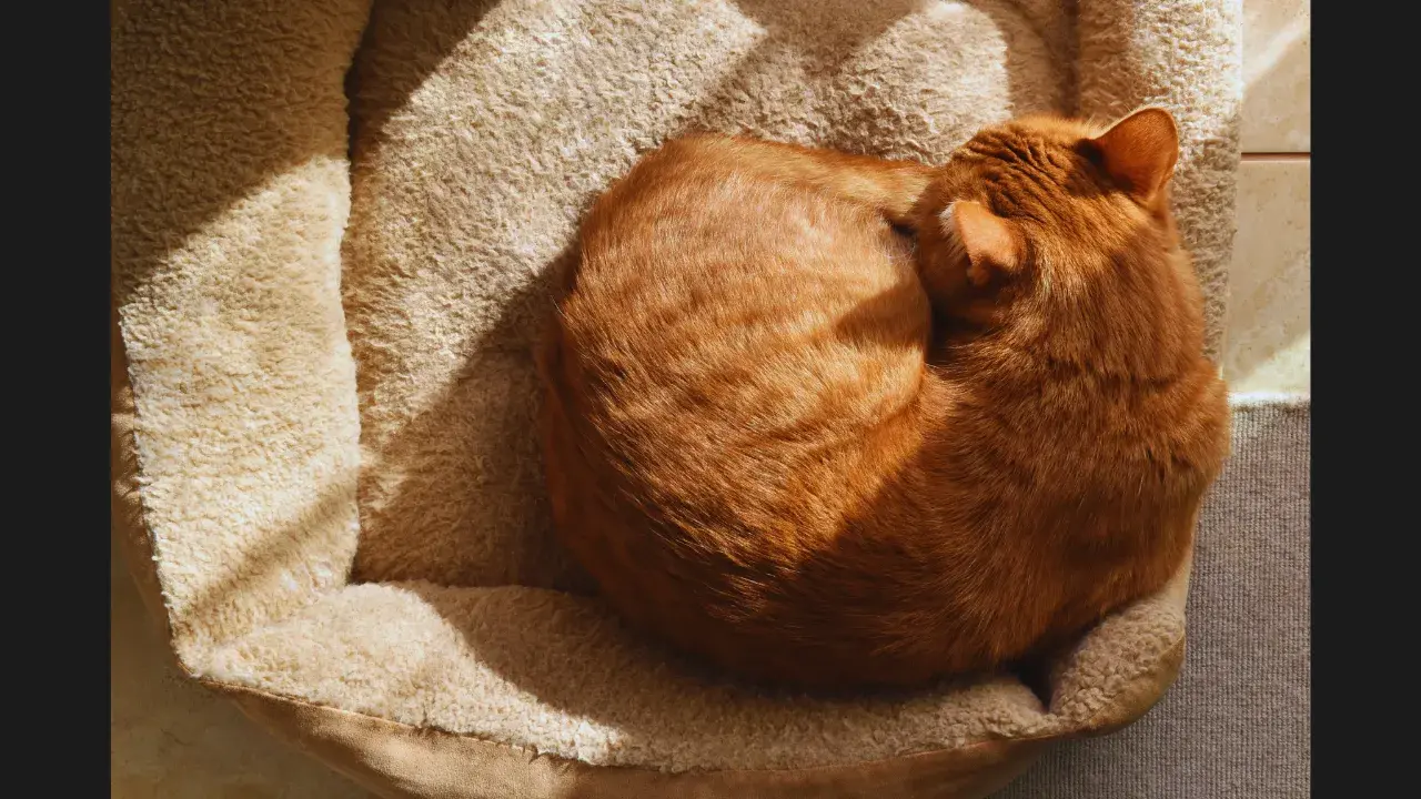 They Sleep Curled Up in a Ball