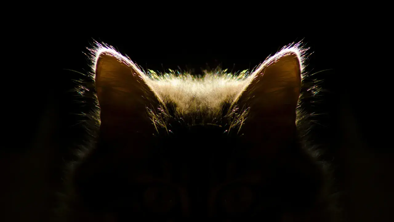 Why Cats Have Super Hearing