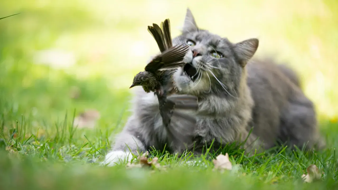 Cats are natural predators