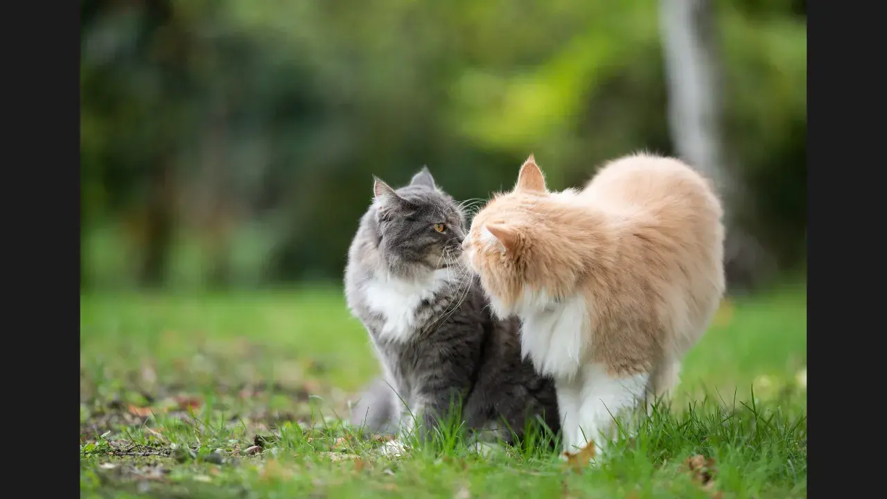 Communication Between Cats