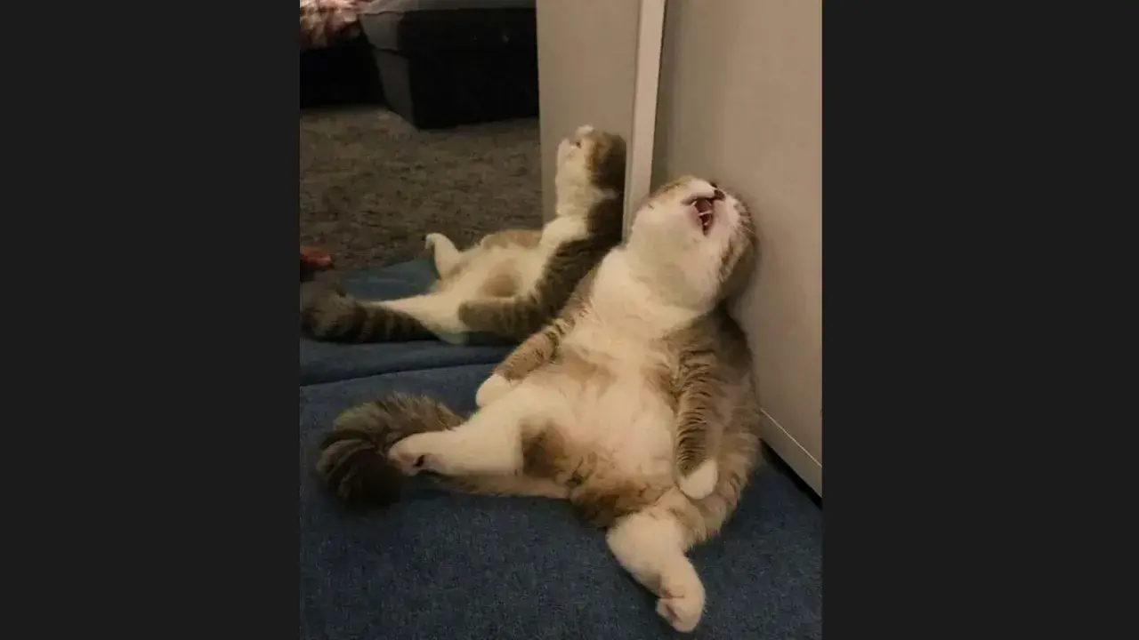 Why do cats sleep so much?