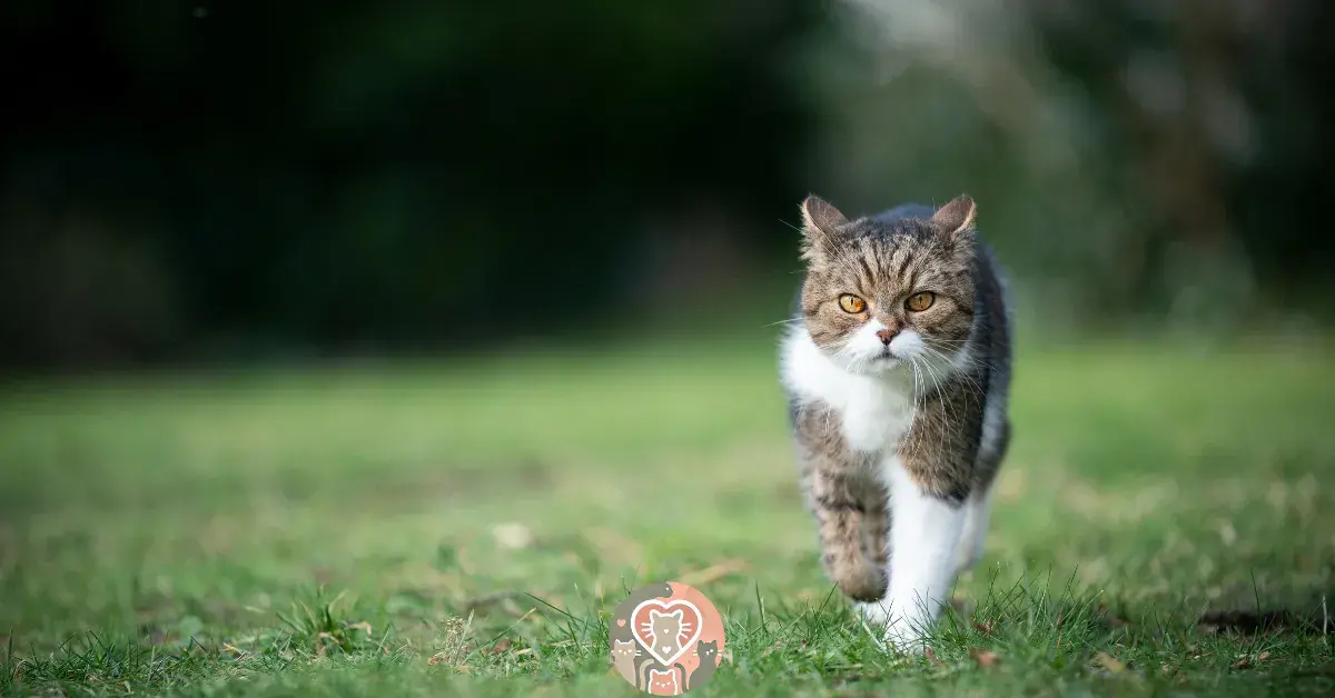 10 Signs Your Cat Thinks You're Their Mom