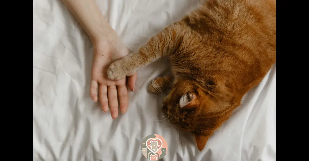 10 Signs Your Cat Thinks You're Their Mom