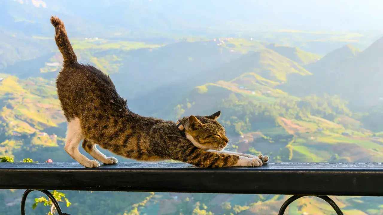 Cat Stretching.  