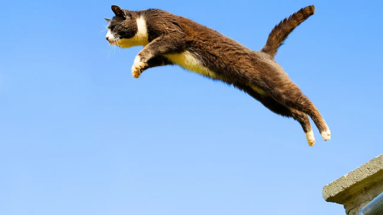 Cat Jumping 