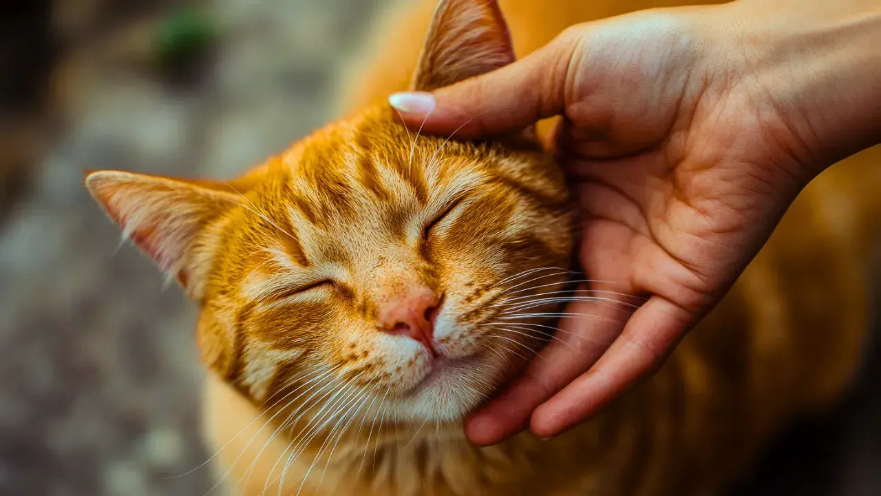 Cats prefer other types of petting