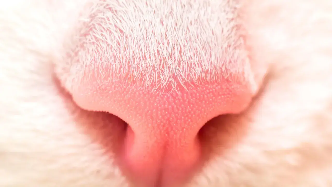 Perfect but delicate