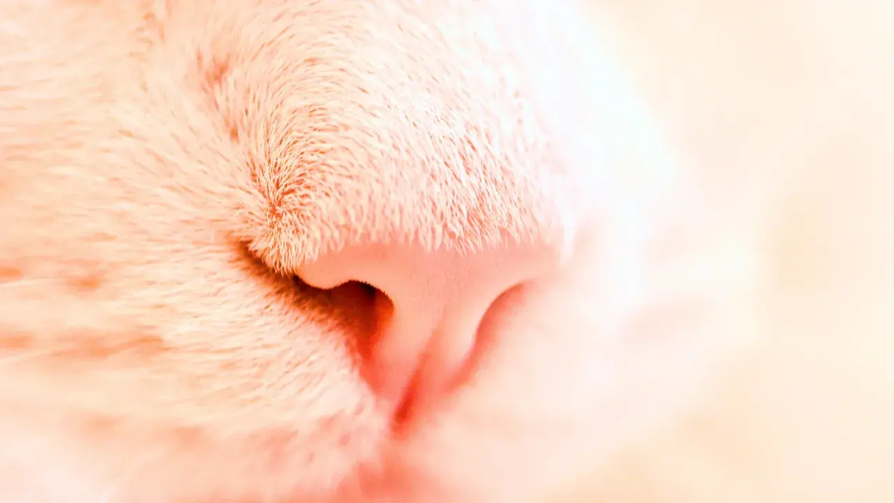 A cat's nose is beautiful, but sensitive.