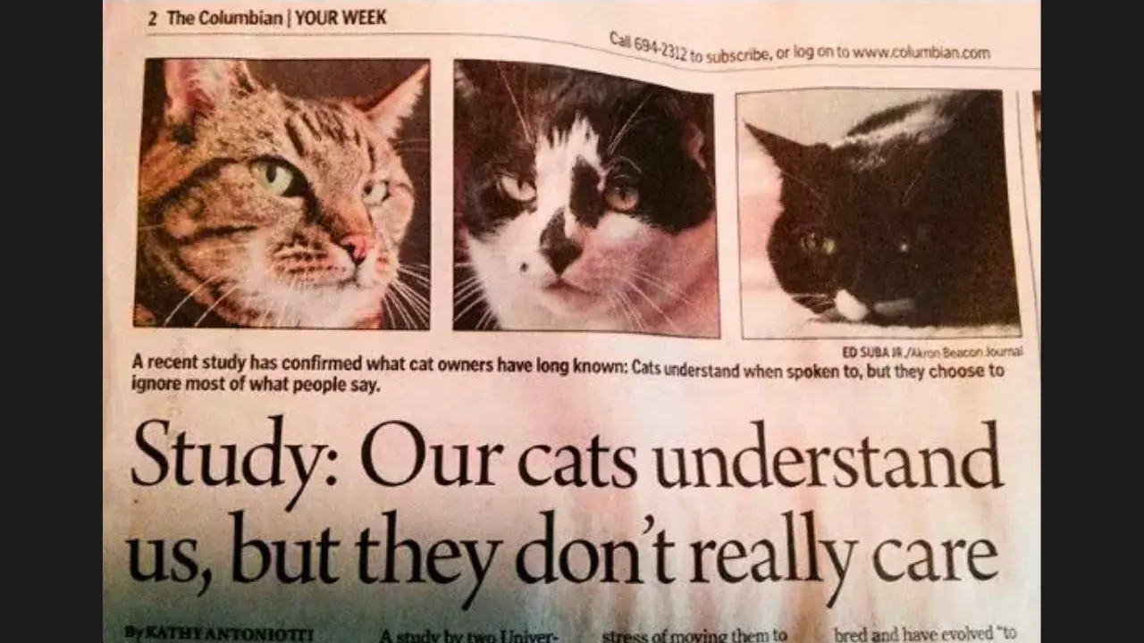 Do Cats Understand Us? 