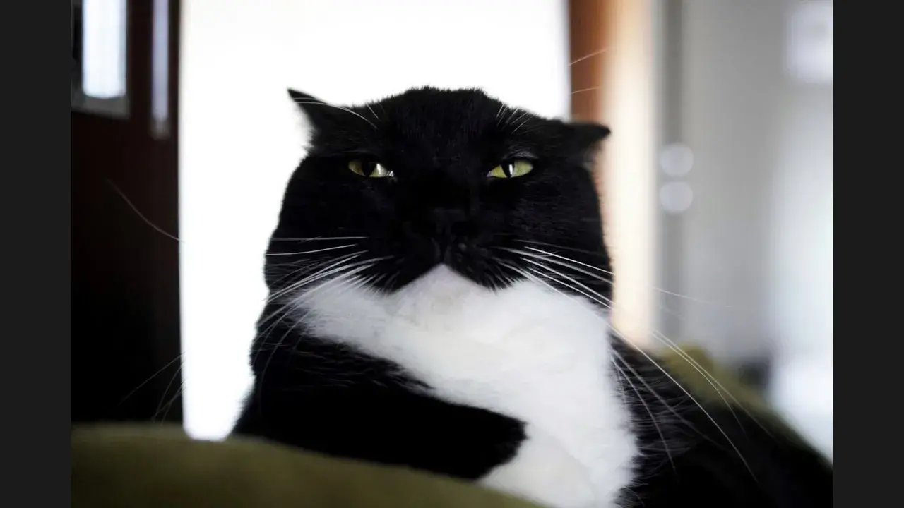 Cats do understand us, in their own way 