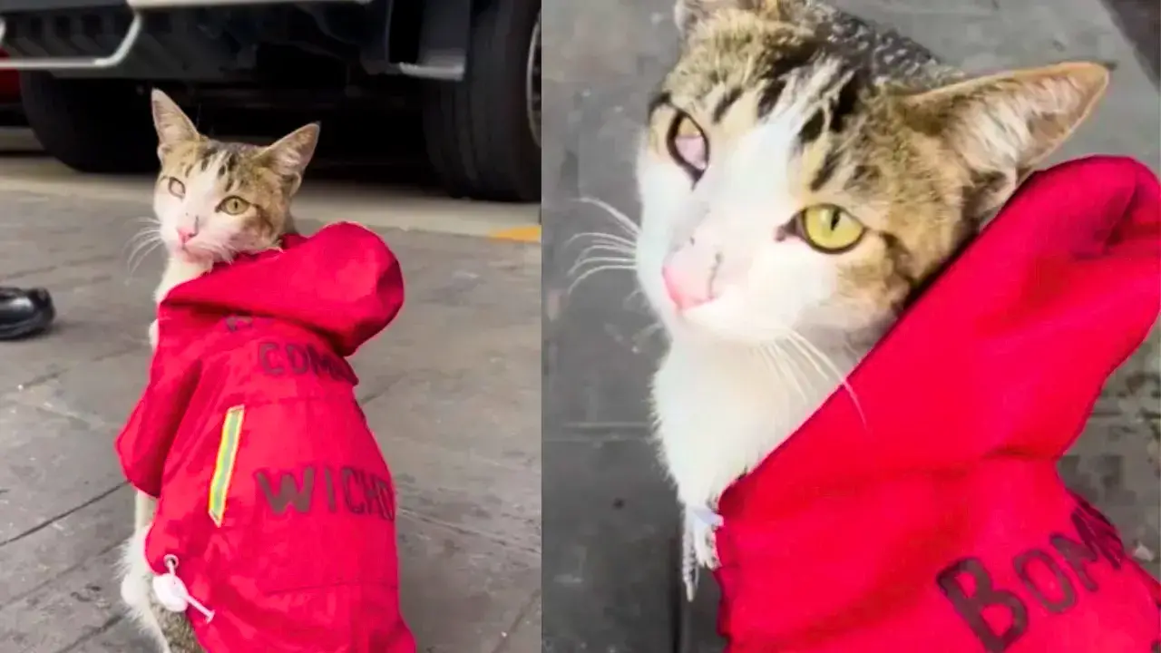 Meet Wicho: The Firefighting Cat of Mexico City