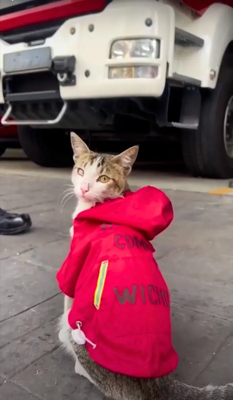 Meet Wicho: The Firefighting Cat of Mexico City