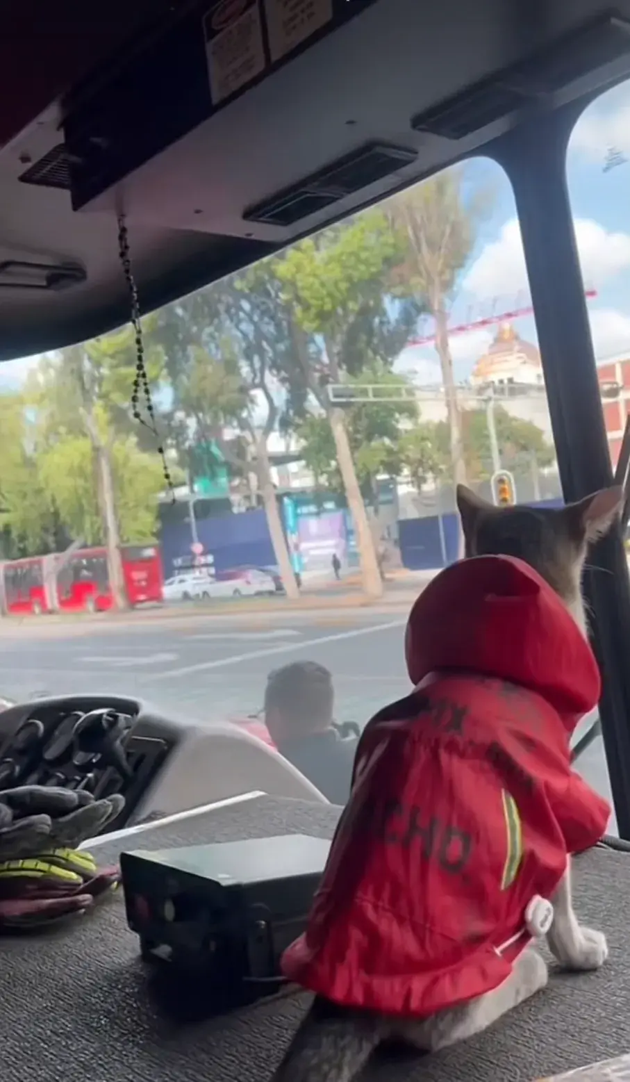 Meet Wicho: The Firefighting Cat of Mexico City