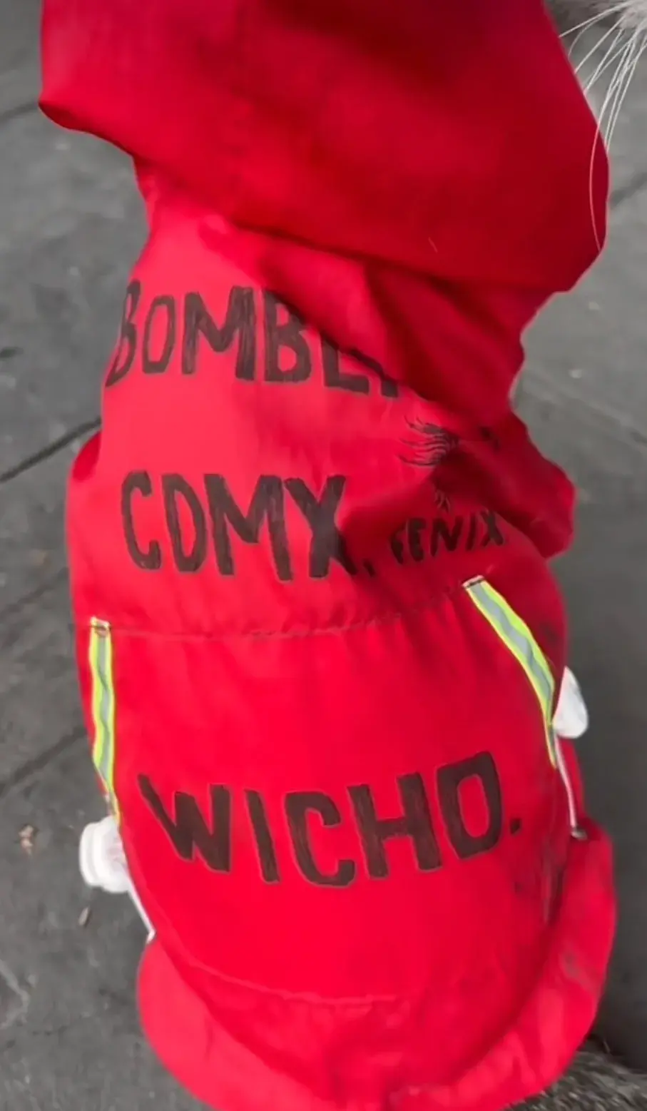 Meet Wicho: The Firefighting Cat of Mexico City