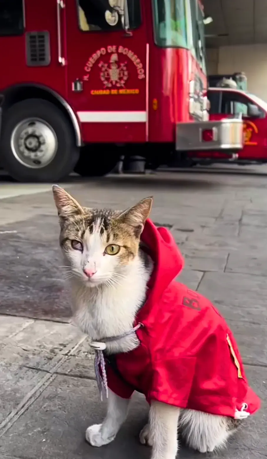 Meet Wicho: The Firefighting Cat of Mexico City