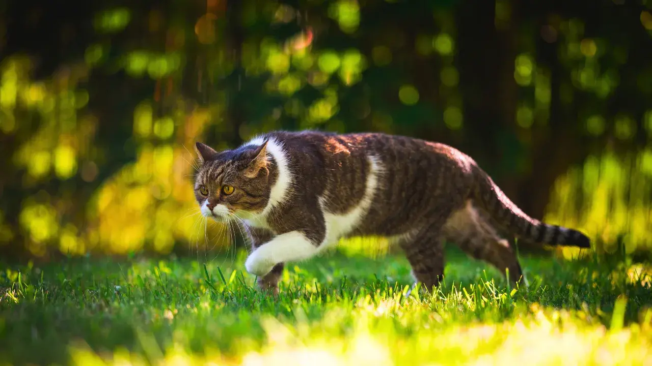 Cats are natural-born hunters 