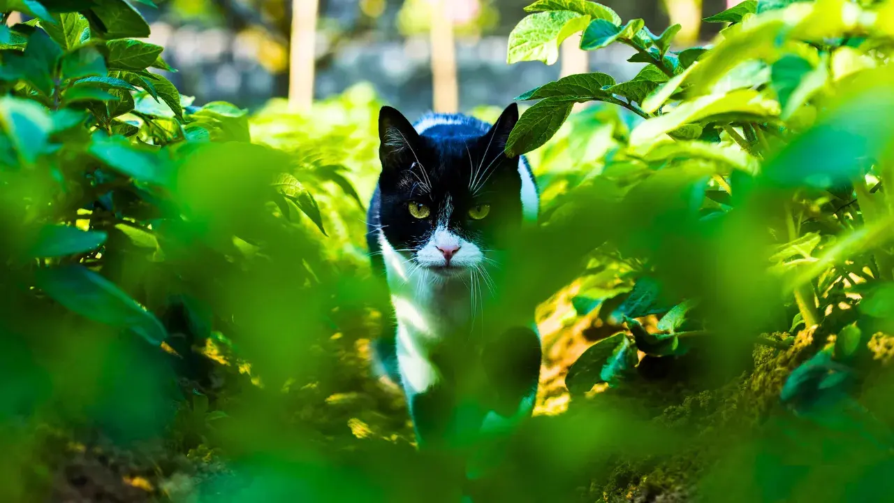 The Fascinating Way Cats Walk 