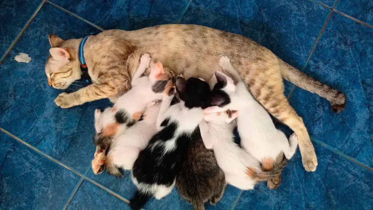 Why Do Cats Purr? Communication with their kittens 