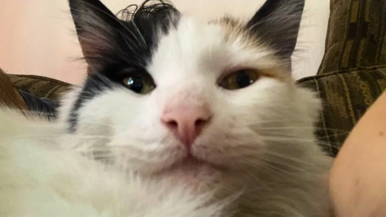  Vannellope purring, barely audible 