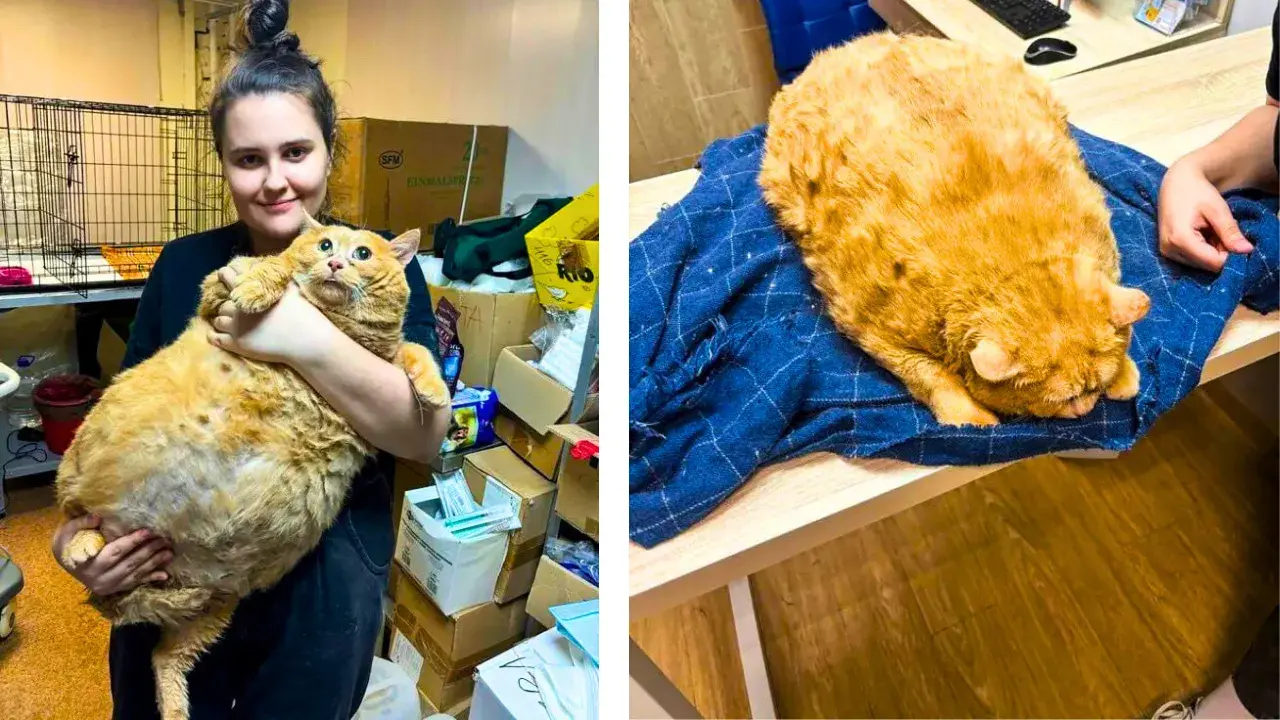 The Story of Kroshik, the 37lb Cat