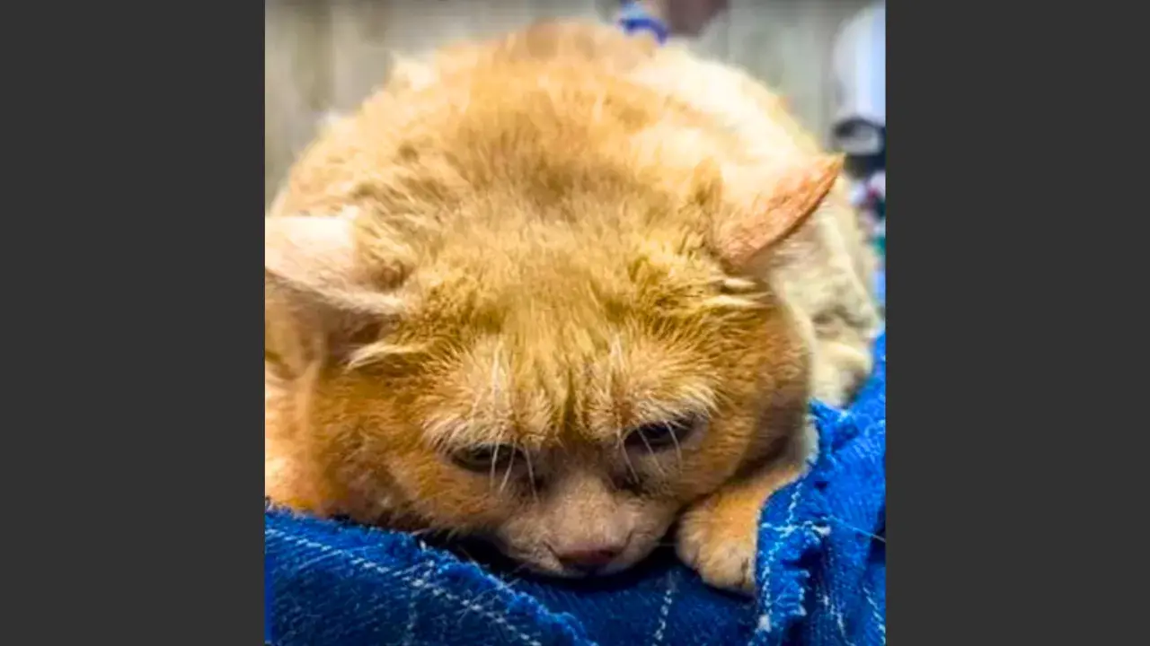 The poor cat couldn’t even walk!