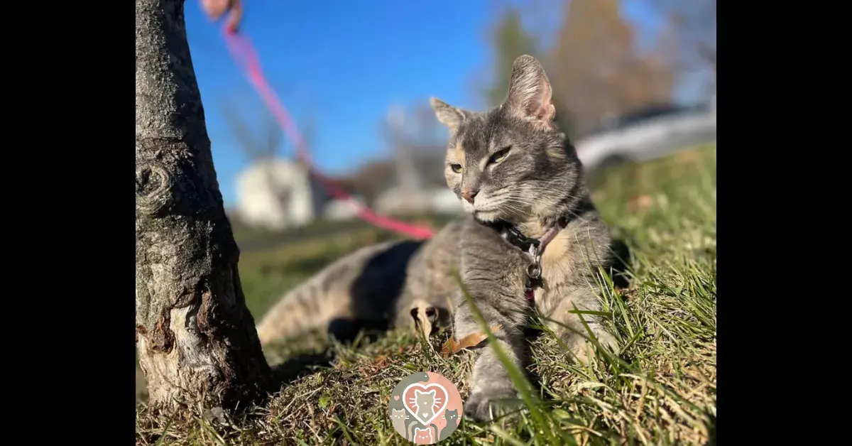 This guy took his cat to prom
