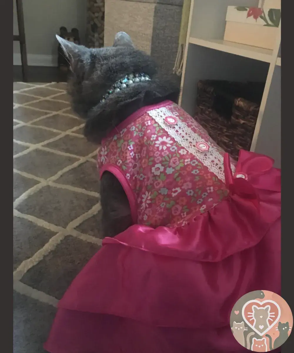 This guy took his cat to prom