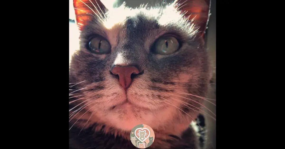 This guy took his cat to prom