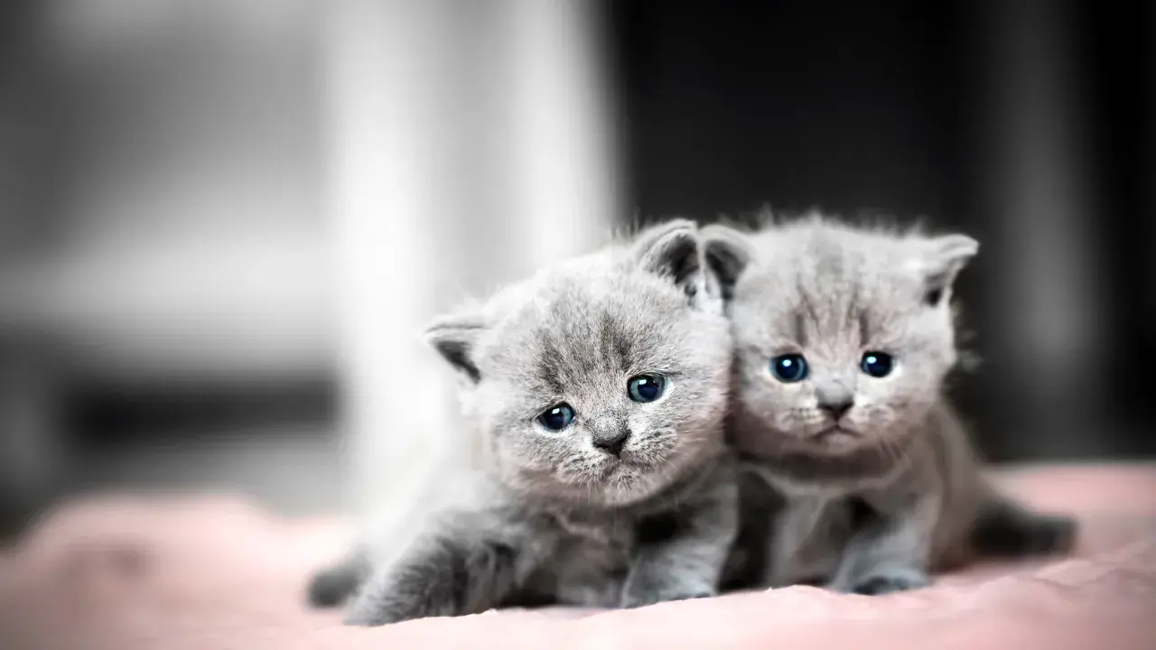 Why Are Kittens So Adorable?