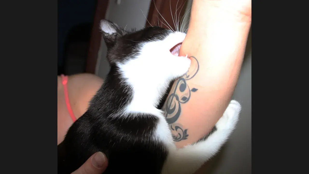 Overstimulation and Play