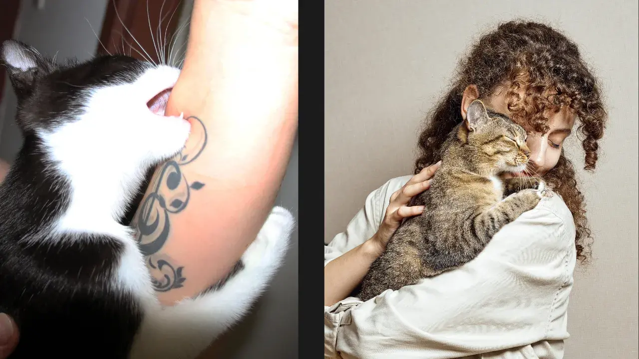 Not All Cats Are the Same