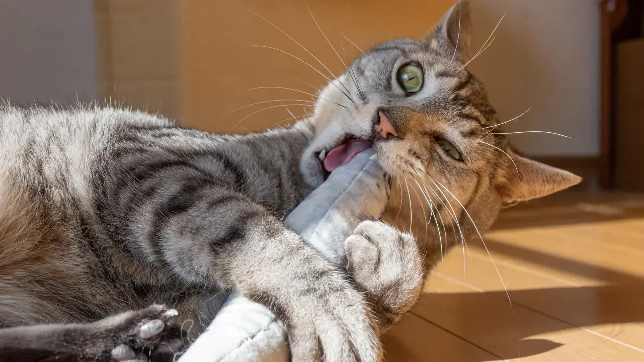 Buy them a stuffed toy just for them