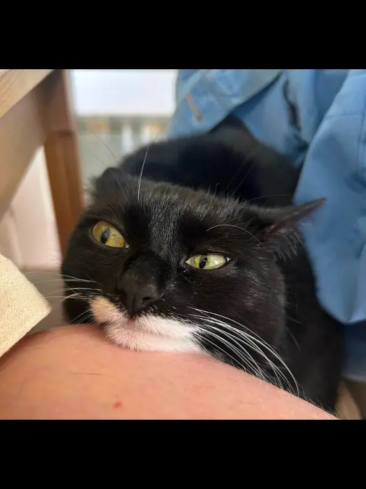 Cats are so special