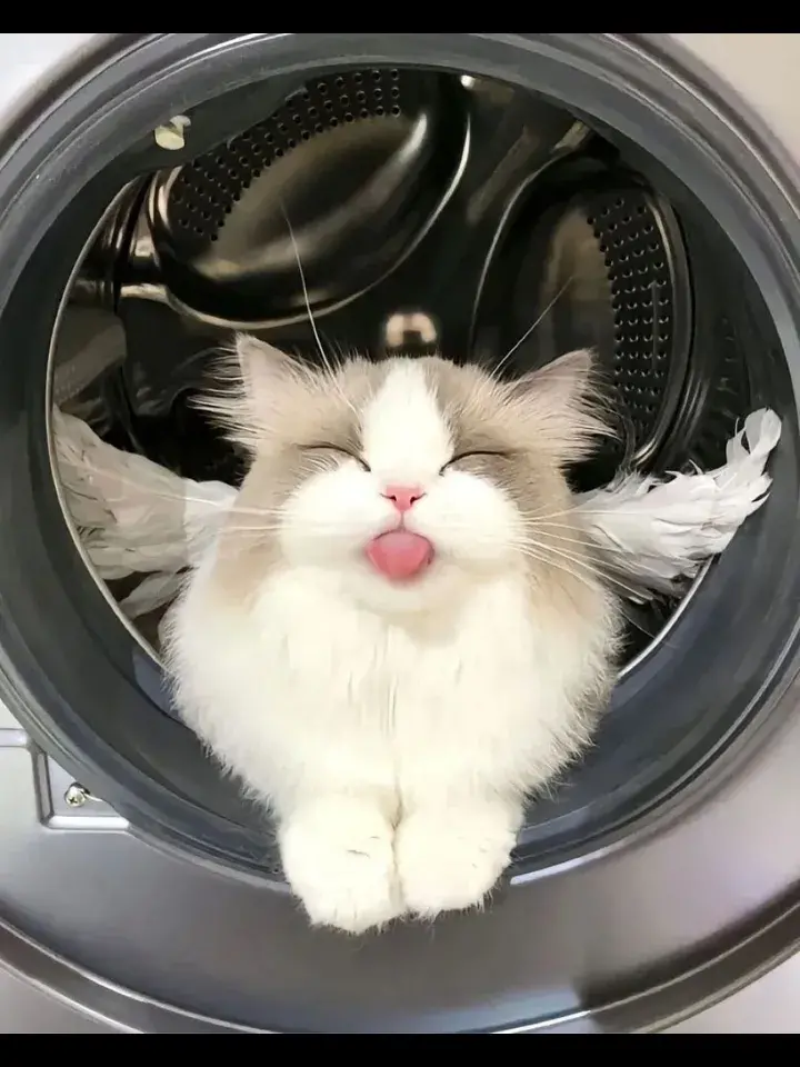 Cats are so special