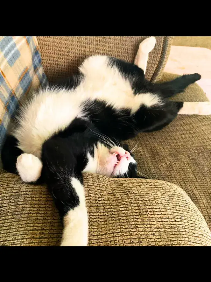 My Mortimer, sleeping