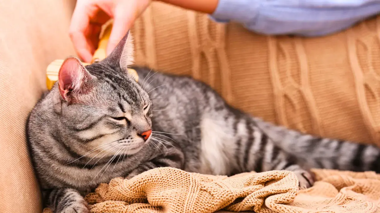 Cat being petted